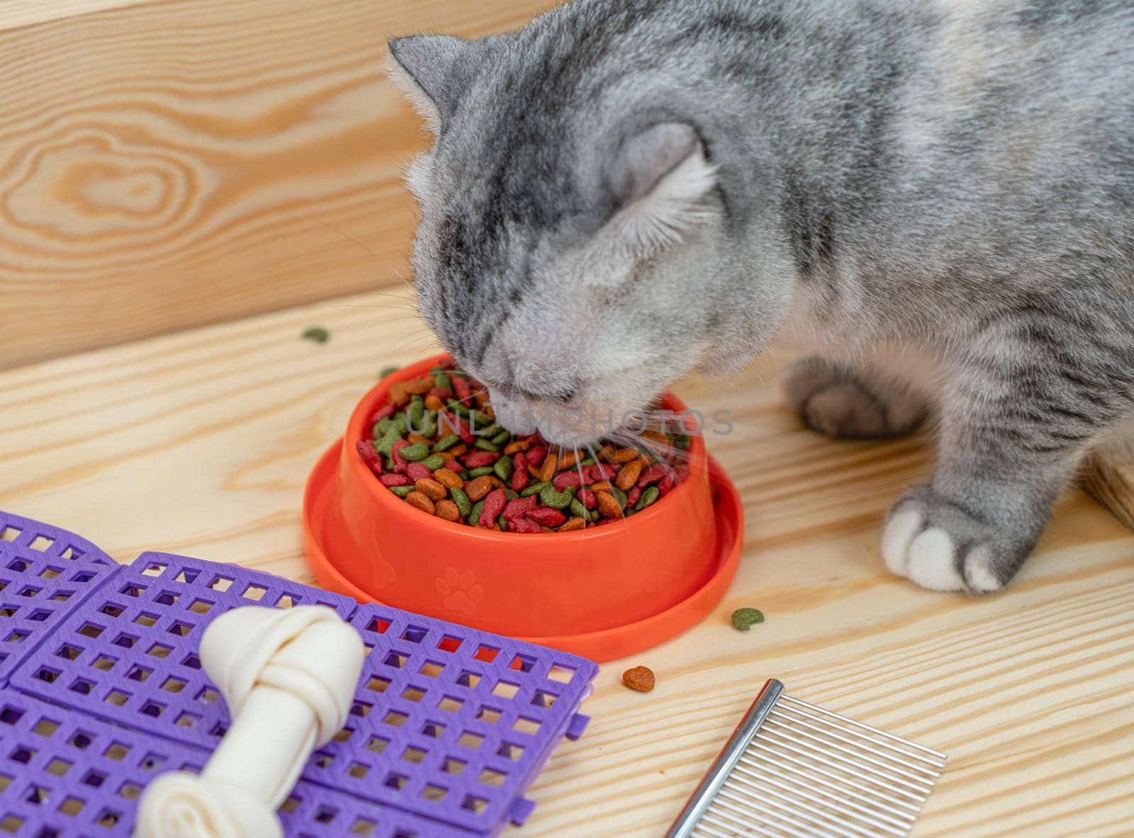 Cat eating pet food with pet accessories