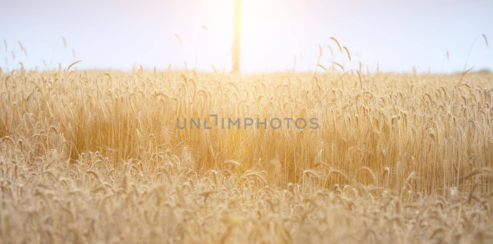 field with growing yellow ripe wheat on a summer day. Bright rays of the sun by ndanko
