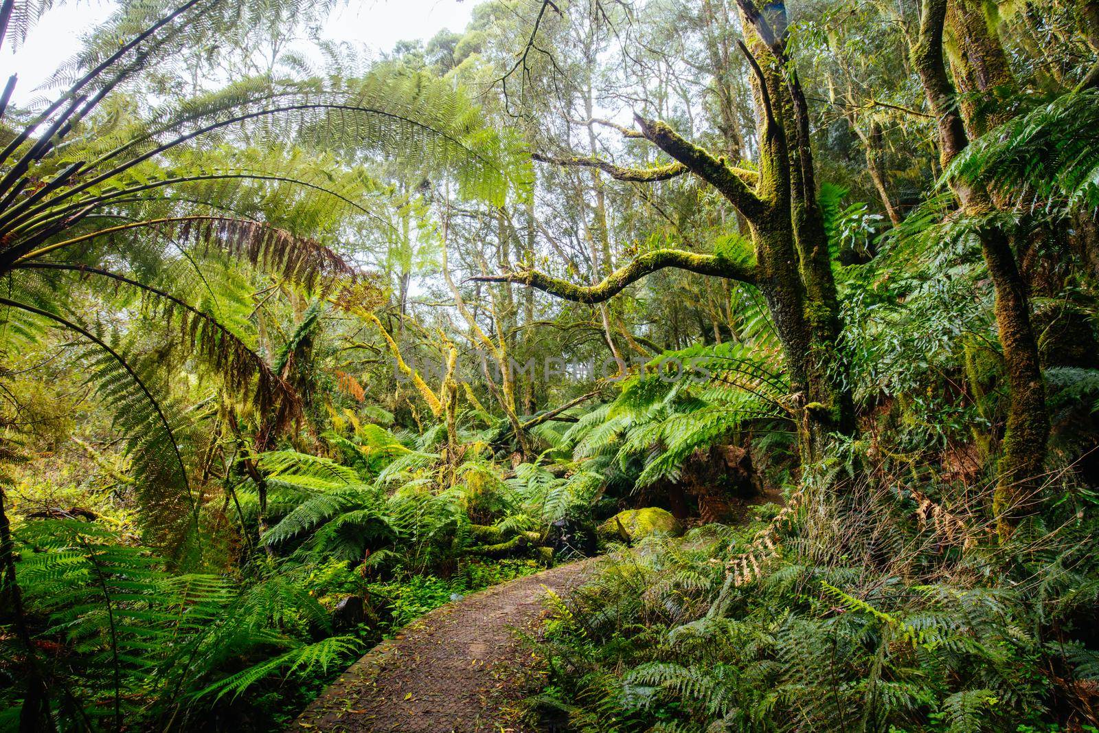The popular Hopetoun Falls and surrounds after fierce winter storms near Lorne, Victoria, Australia