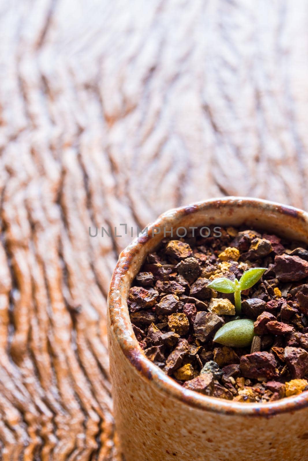 Bud leaf of small succulent plant growing on the laterite gravel in the small pot