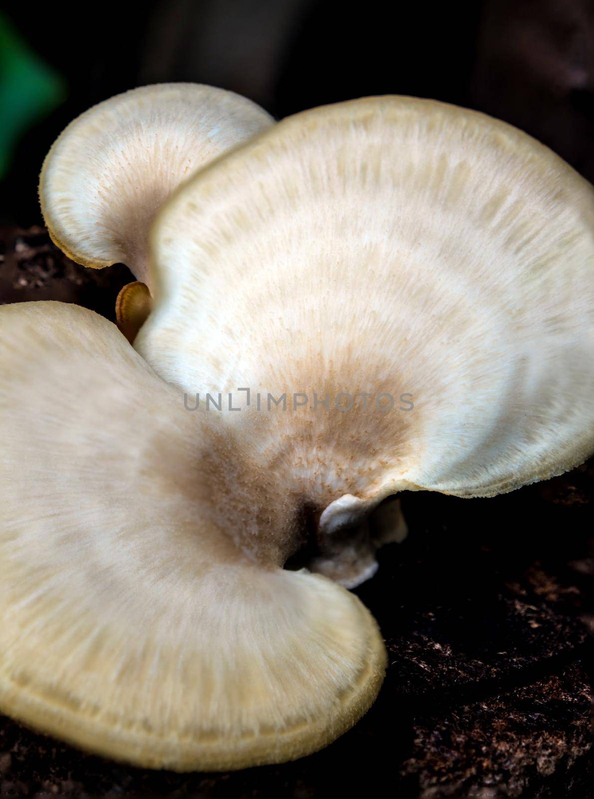 The Ivory white mushroom on mouldy timber