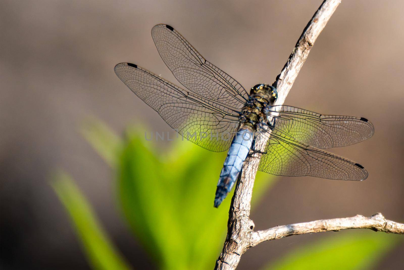 resting on a branch by the lake in summer