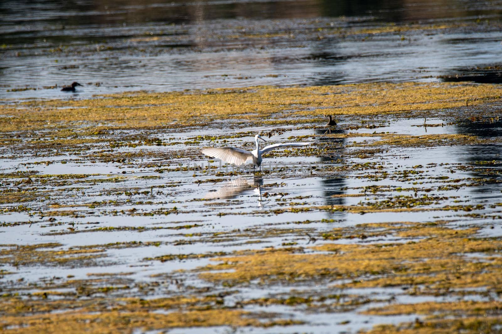 egret bird in the lake looking for prey in the summer time