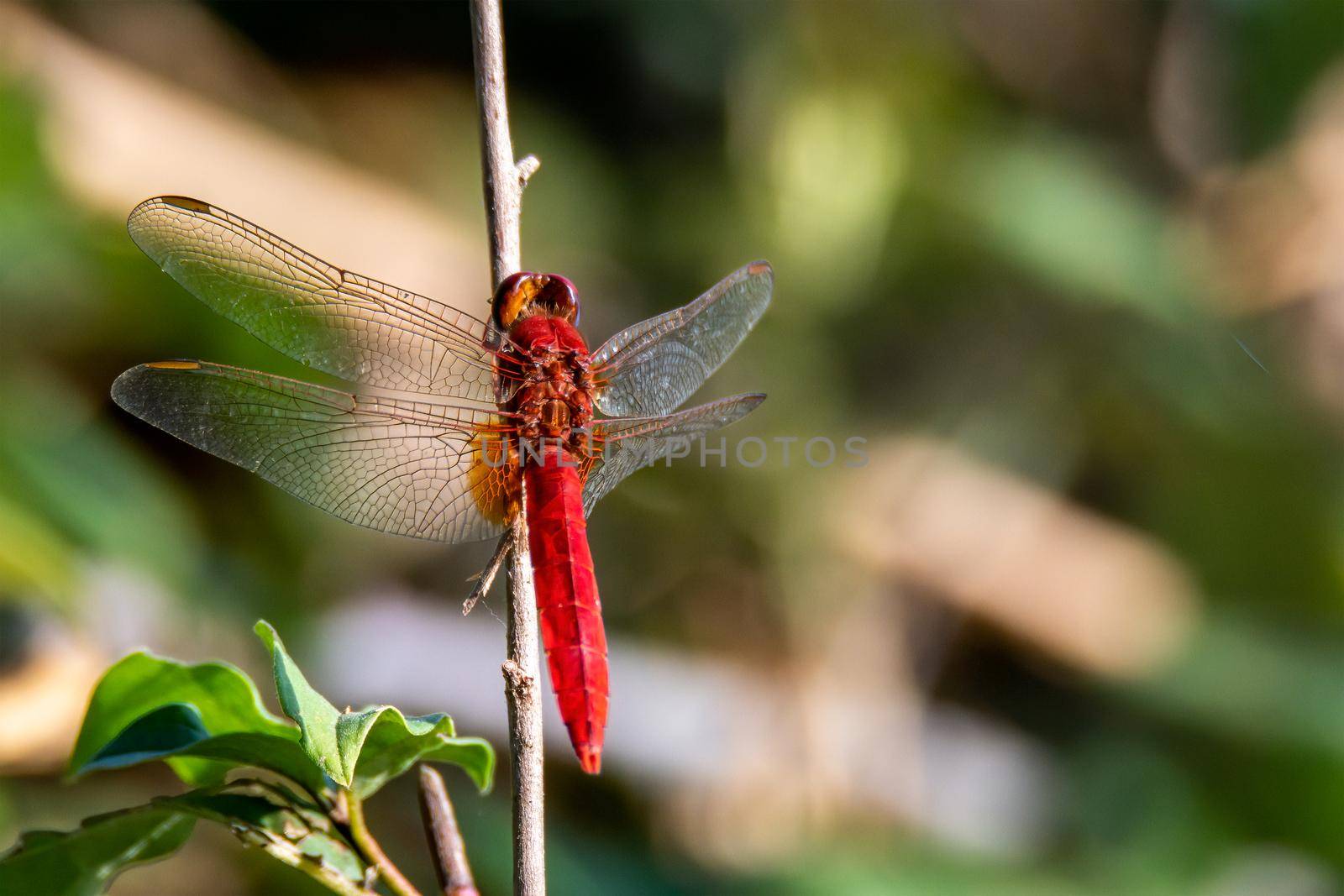 resting on a branch by the lake in summer