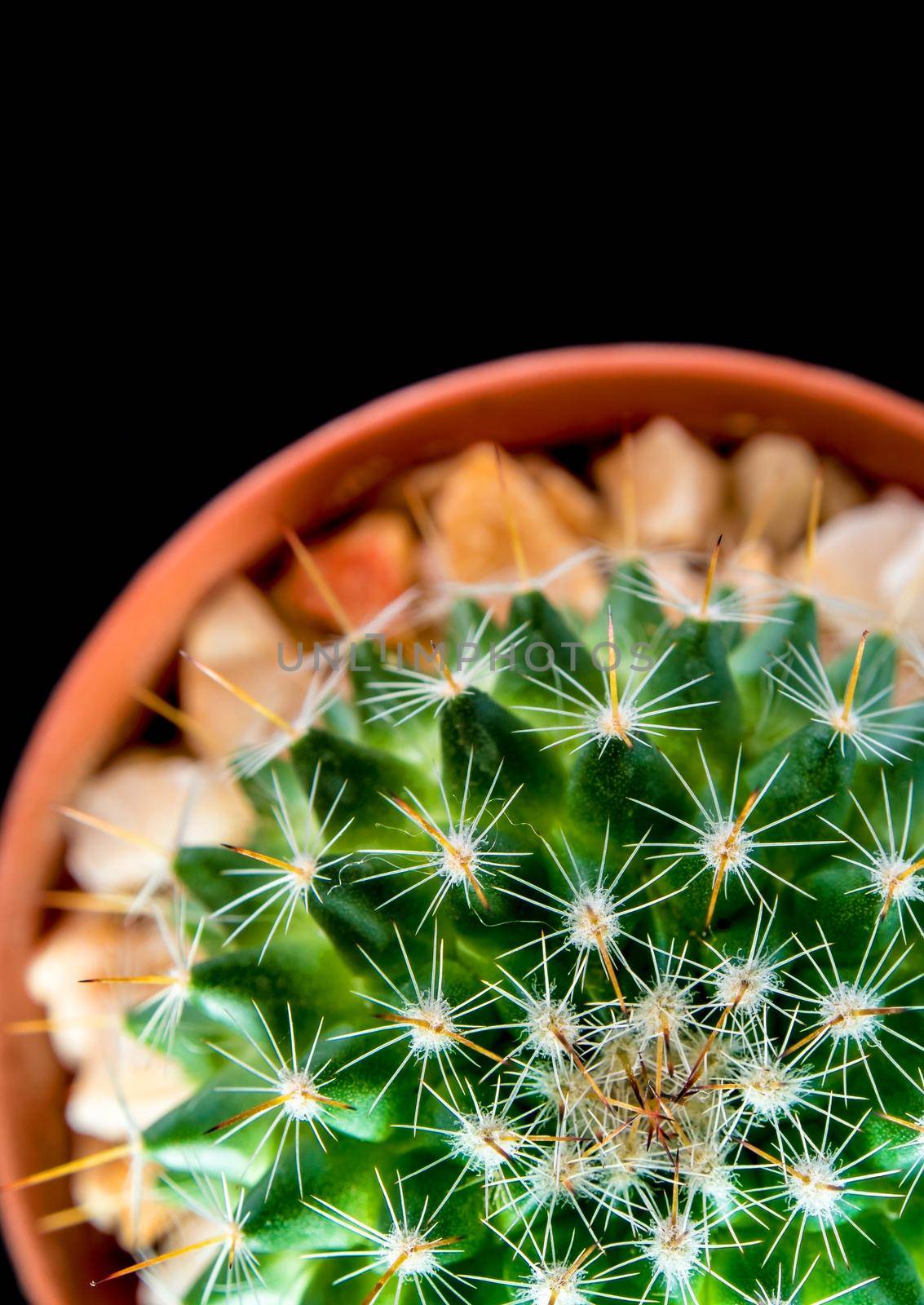 Cactus species Mammillaria isolated on black background