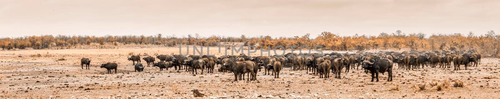 African buffalo in Kruger National park, South Africa by PACOCOMO