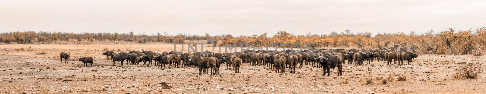 Specie Syncerus caffer family of Bovidae