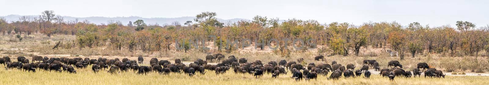 African buffalo in Kruger National park, South Africa by PACOCOMO