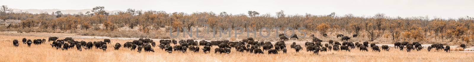 African buffalo in Kruger National park, South Africa by PACOCOMO