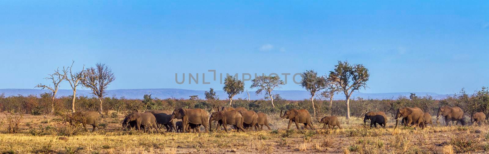 Specie Loxodonta africana family of Elephantidae