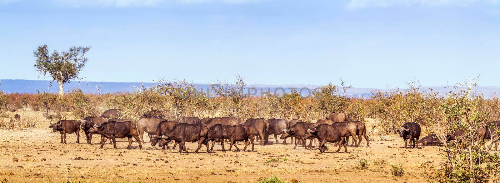 Specie Syncerus caffer family of bovidae