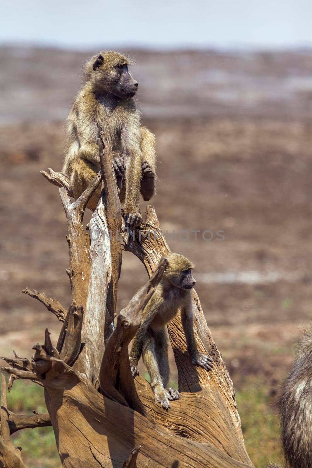 Chacma baboon in Kruger National park, South Africa by PACOCOMO