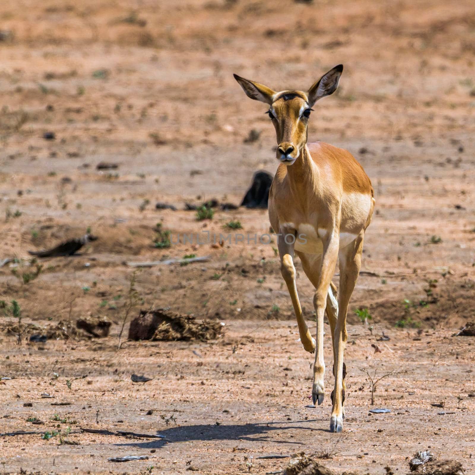 Specie Aepyceros melampus family of Bovidae