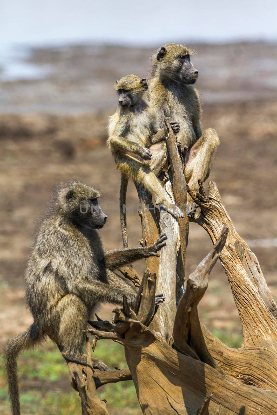 Chacma baboon in Kruger National park, South Africa by PACOCOMO