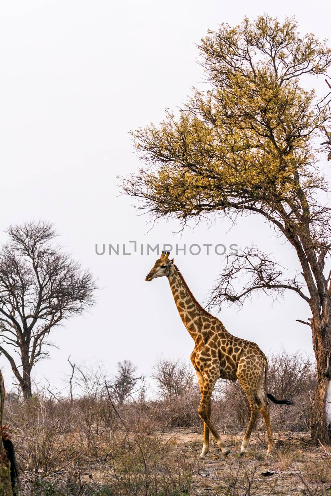 Specie Giraffa camelopardalis family of Giraffidae