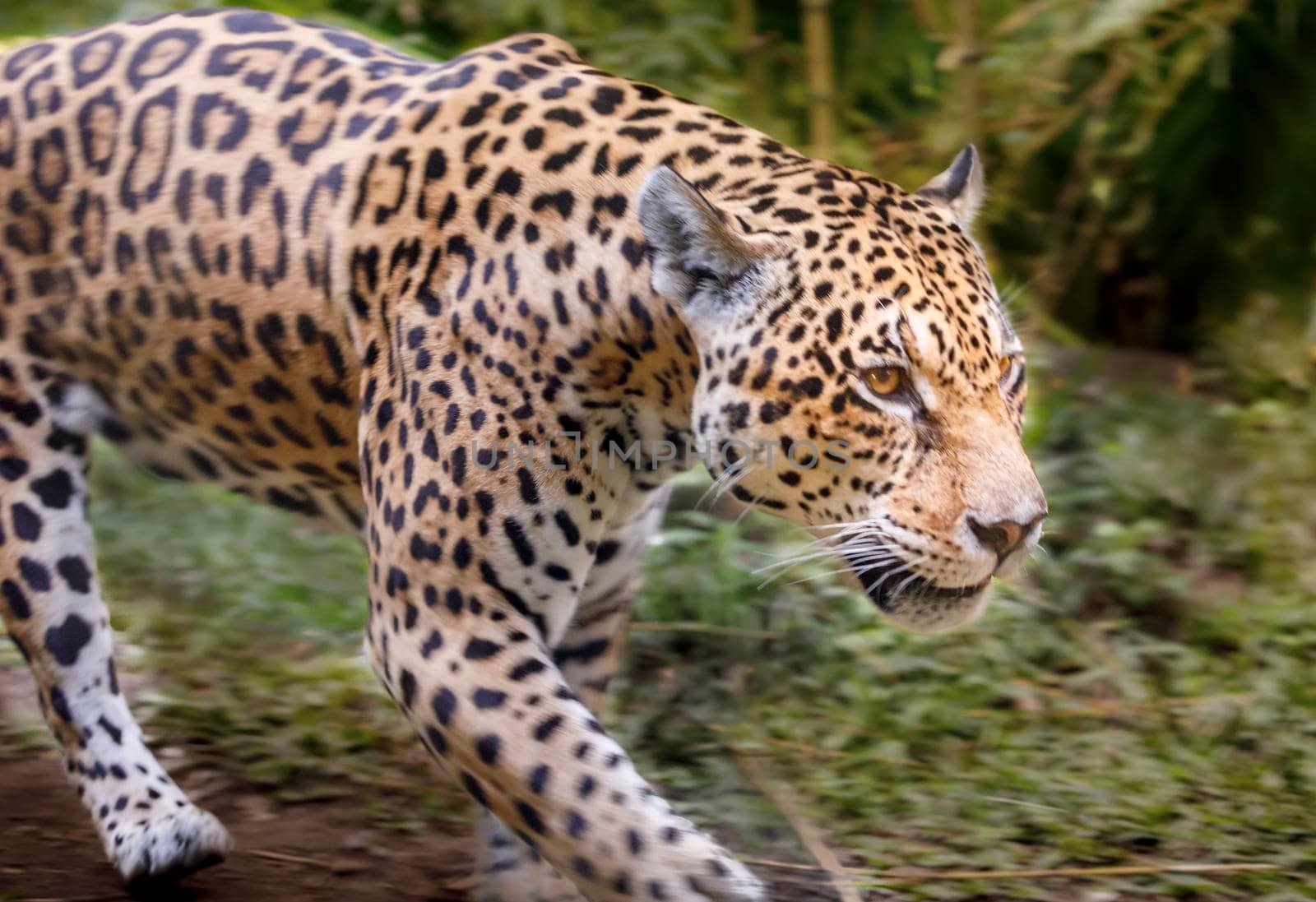 Jaguar Panthera onca majestic feline, hunting in Pantanal, Brazil, South America