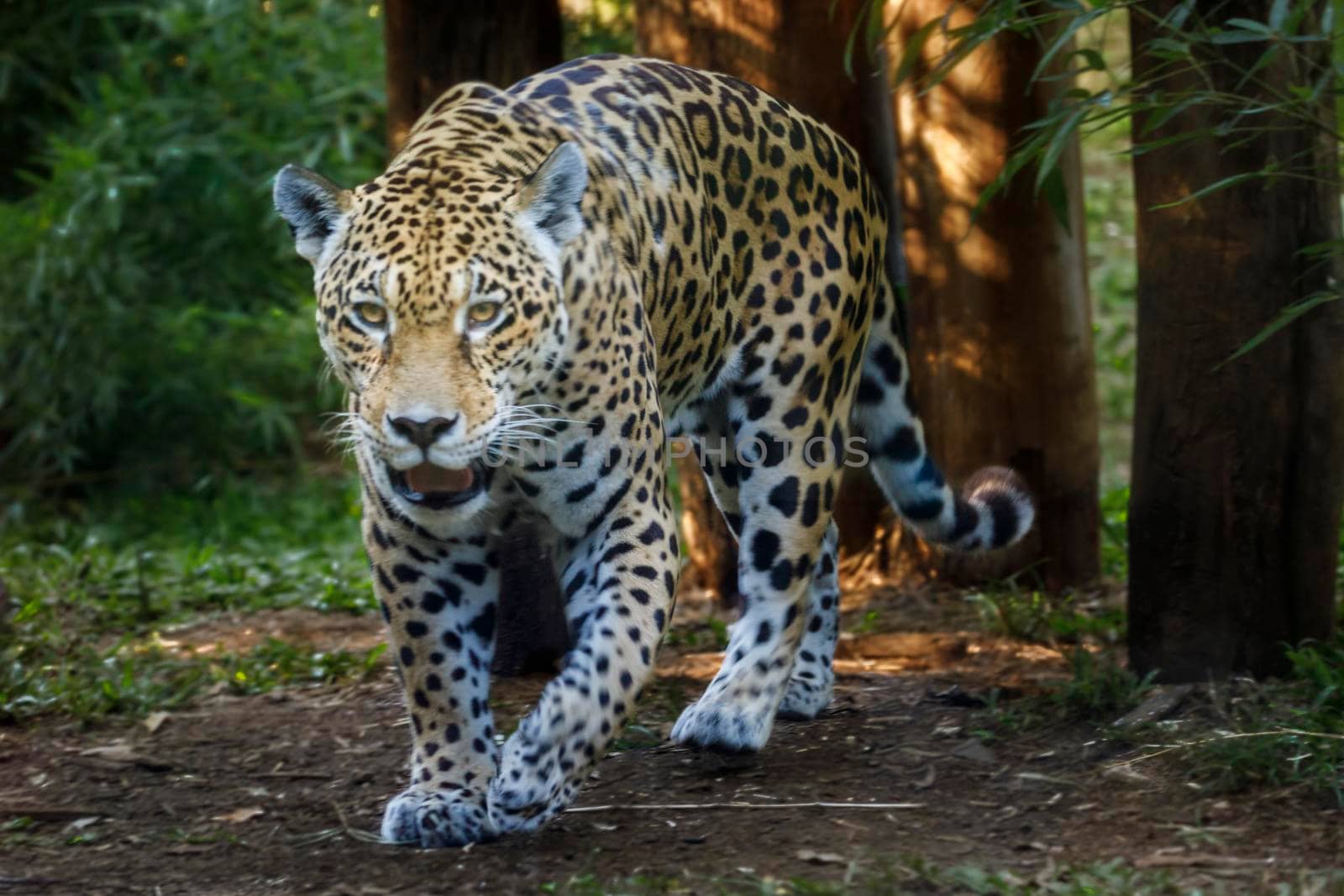 Jaguar Panthera onca majestic feline, hunting in Pantanal, Brazil, South America