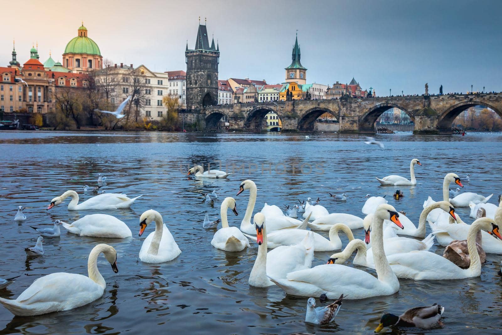 Swans floating on Vltava river and Prague medieval Charles Bridge at sunrise, Czech Republic