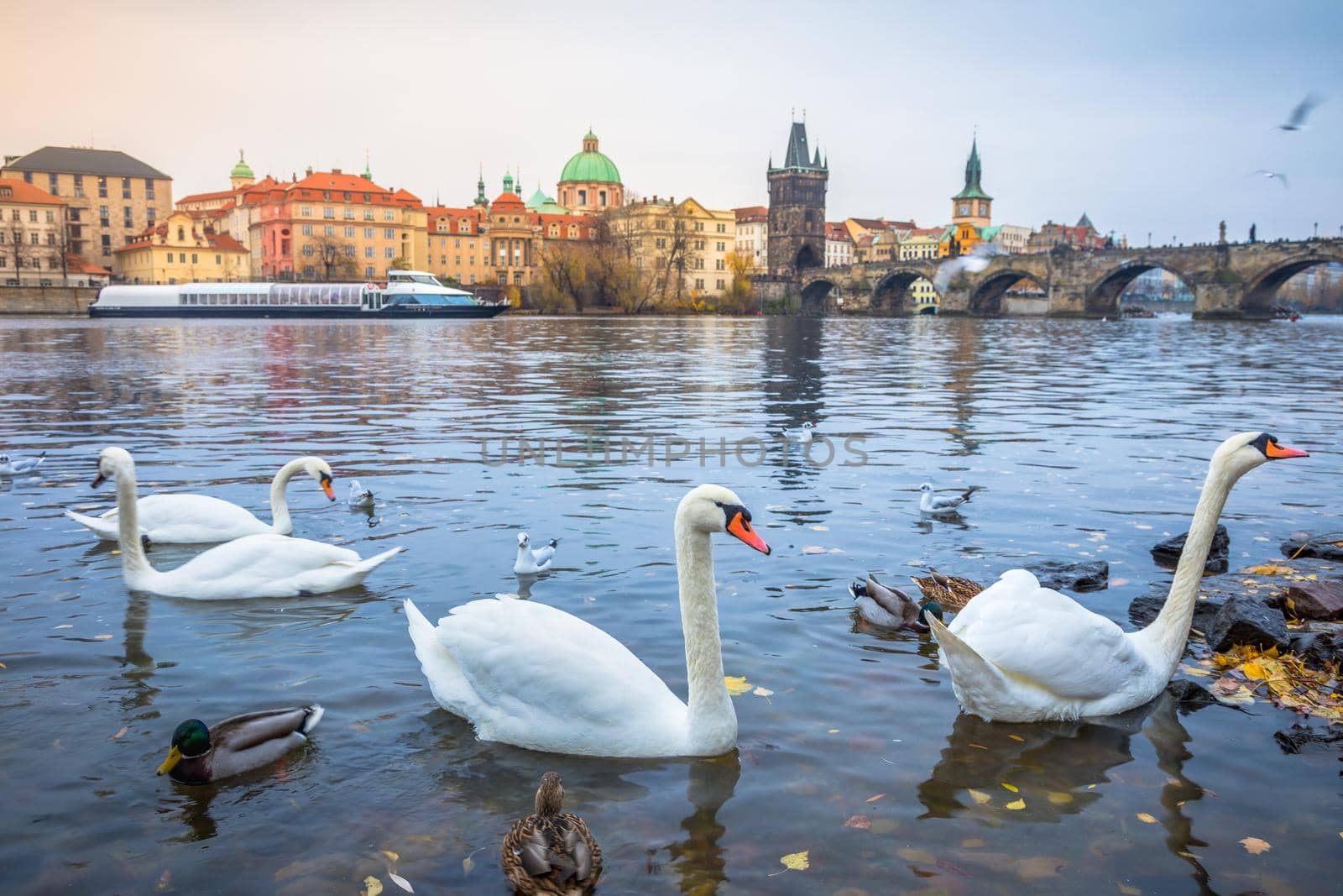 Swans floating on Vltava river and Prague medieval Charles Bridge at sunrise, Czech Republic