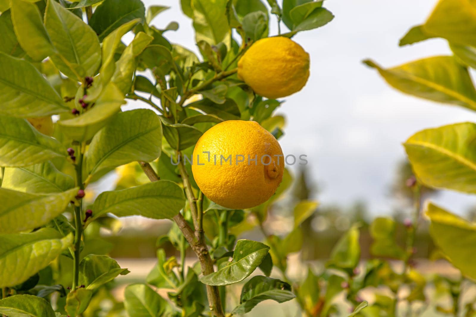 Ripe lemons hanging on a tree. Growing a lemon. Mature lemons on tree. Selective focus and close up.