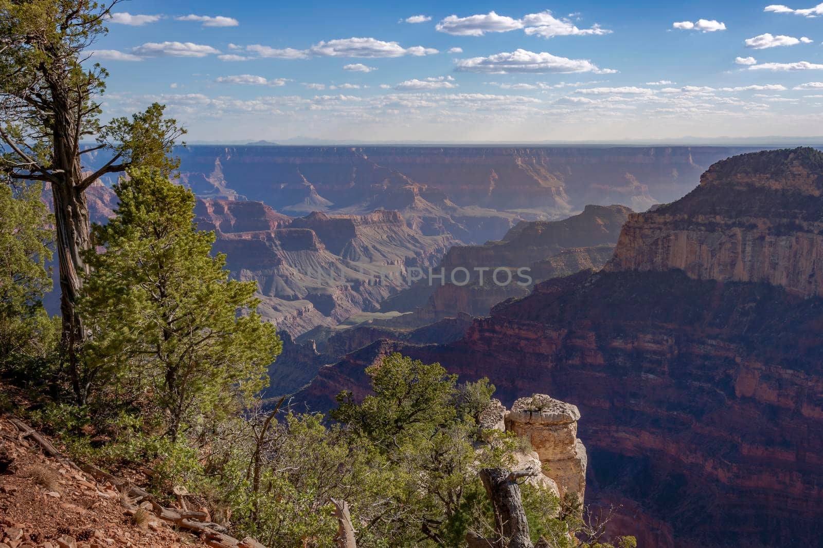 Grand Canyon south rim with pine trees at golden sunset, Arizona, United States