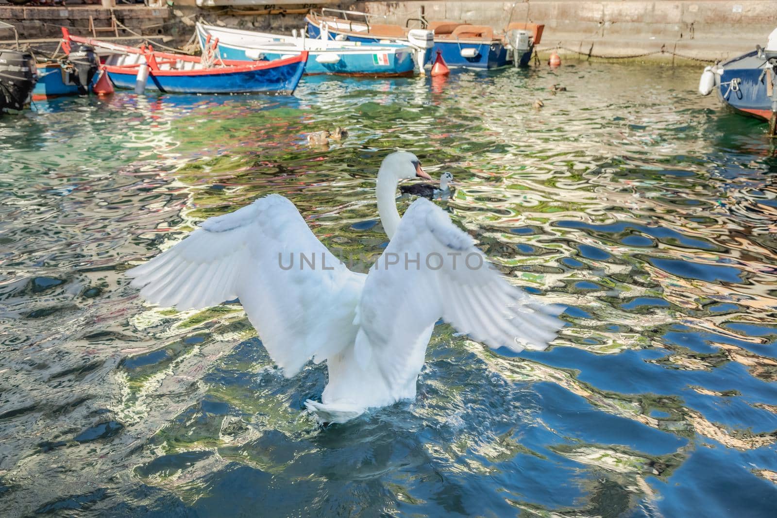 Idyllic Limone sul Garda pier with swan at summer, Lake Garda, Italian alps