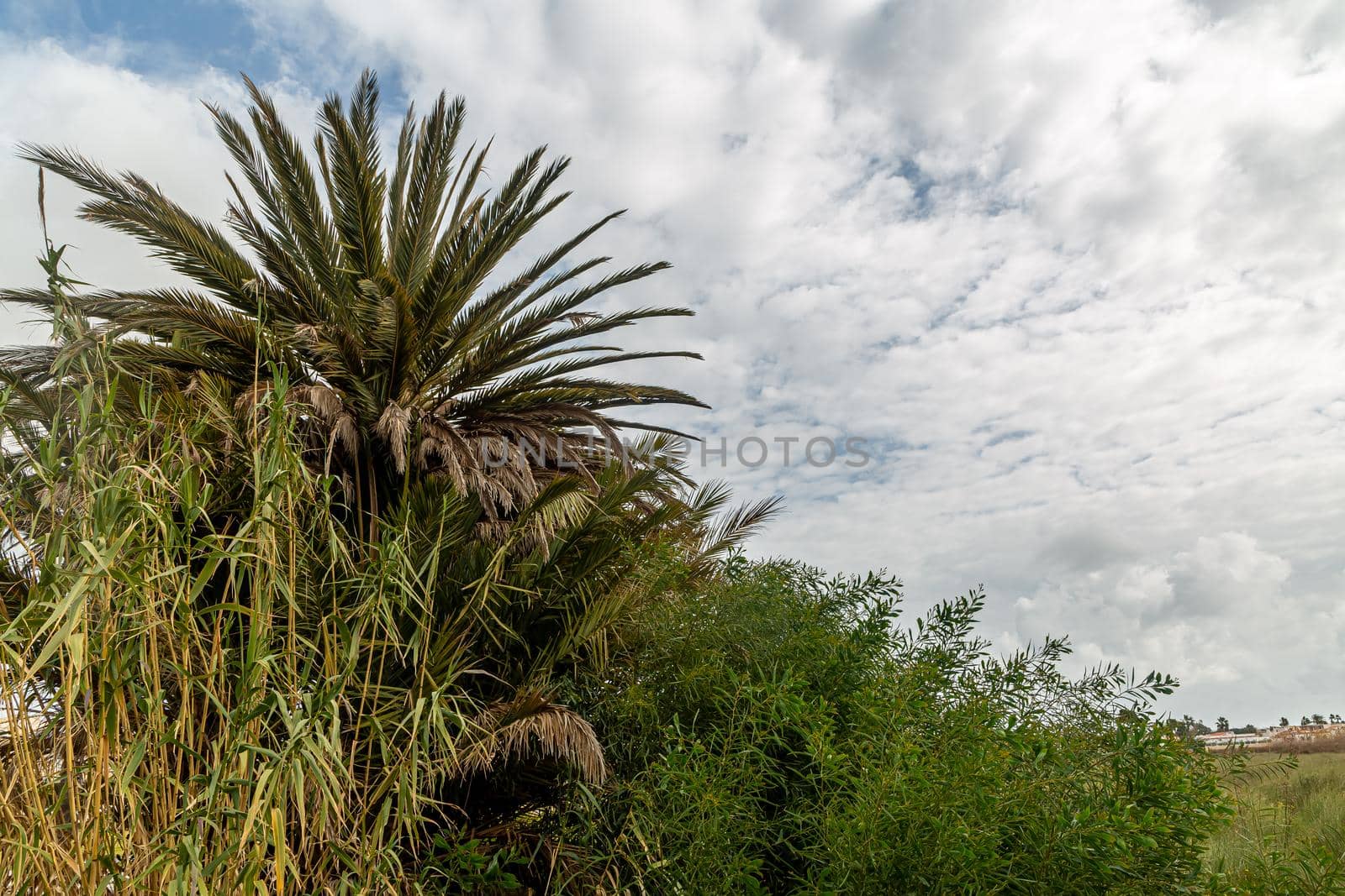 Tall grasses in the field among coconut palm trees by Milanchikov