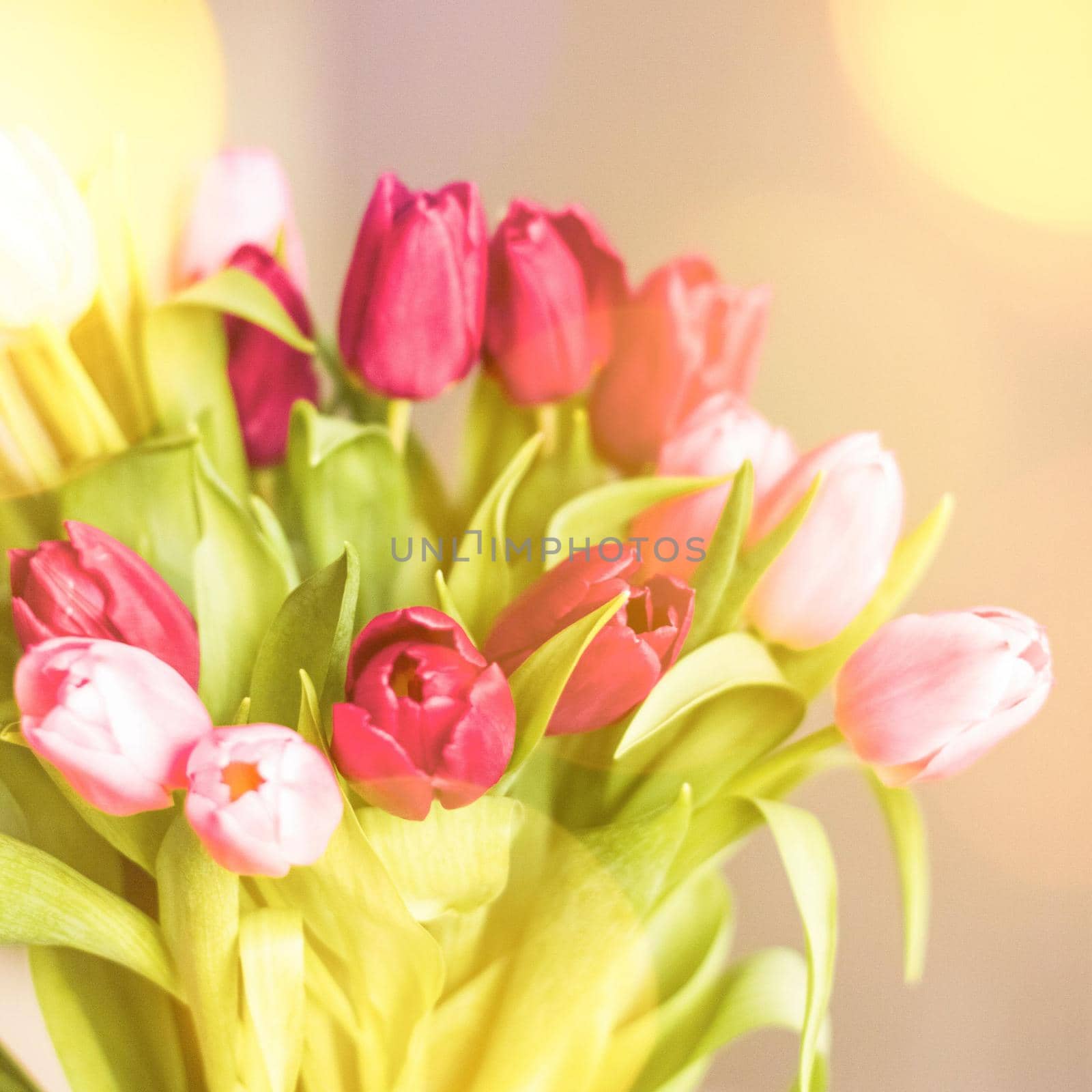 tulips in sunlight - floral, spring holidays and birthday gift styled concept