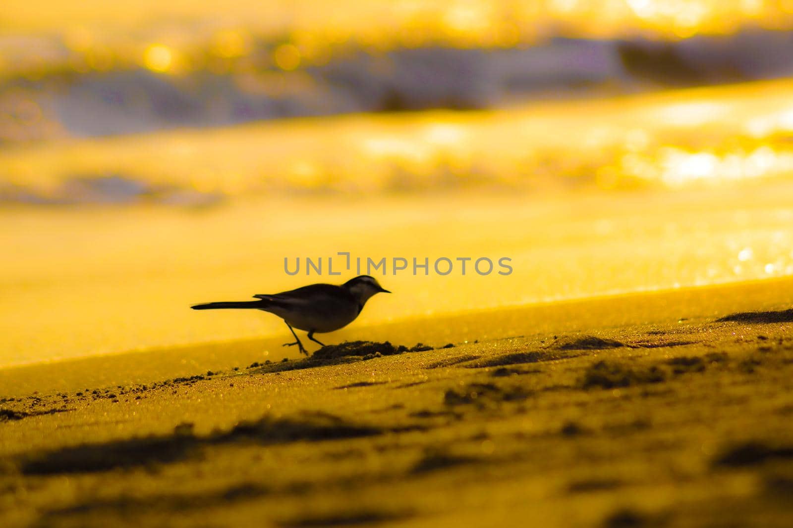 Silhouette of beach and birds illuminated by sunset. Shooting Location: Kamakura City, Kanagawa Prefecture