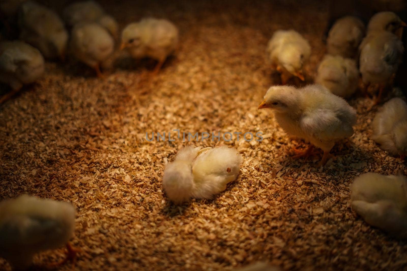 Cute chicks this image. Shooting Location: Yokohama-city kanagawa prefecture