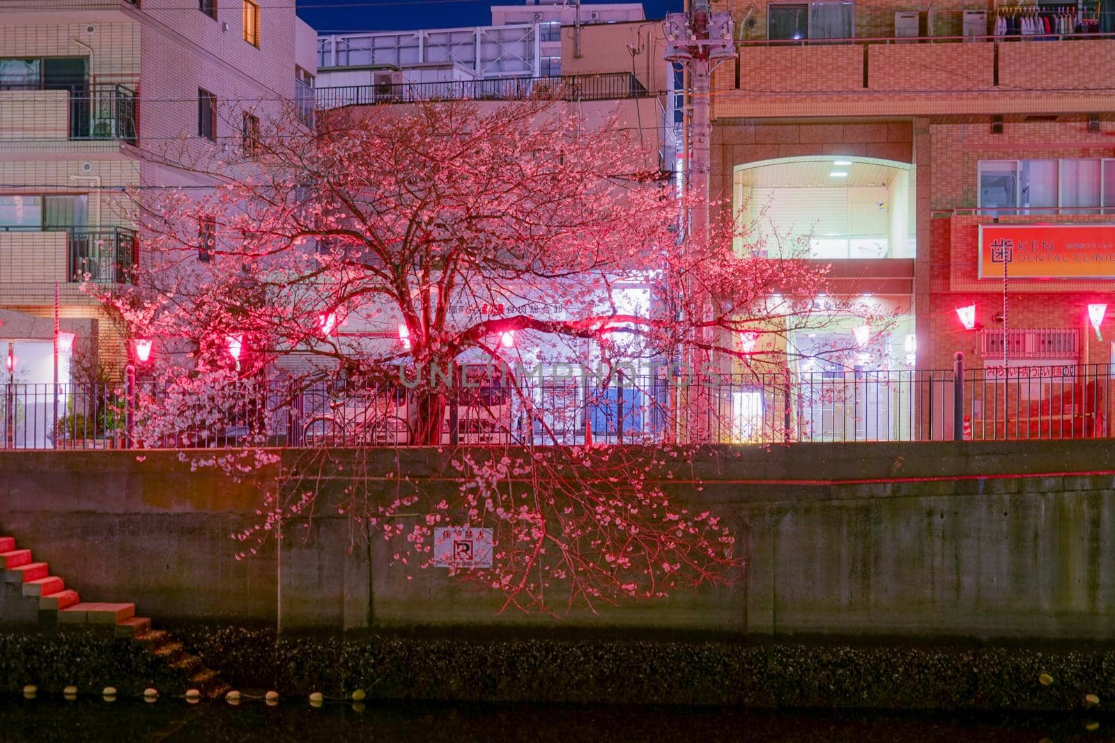 Ookawa Pro Banard Night Sakura. Shooting Location: Yokohama-city kanagawa prefecture