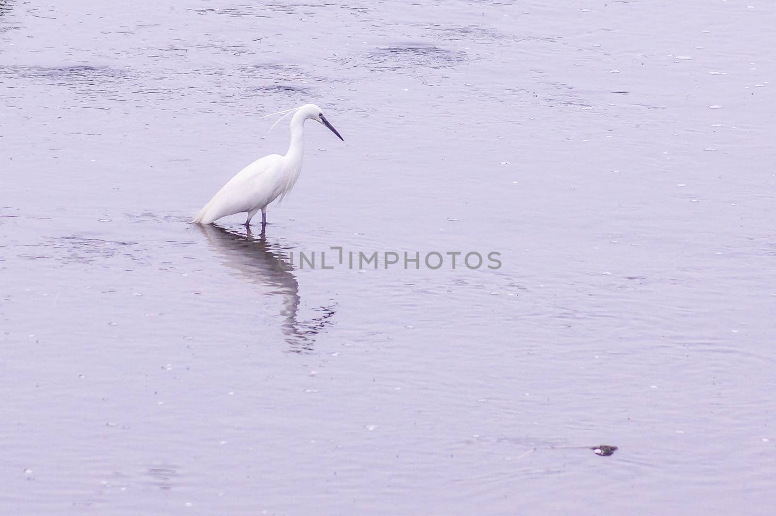 Image of silkwabi lining in the river. Shooting Location: Yokohama-city kanagawa prefecture