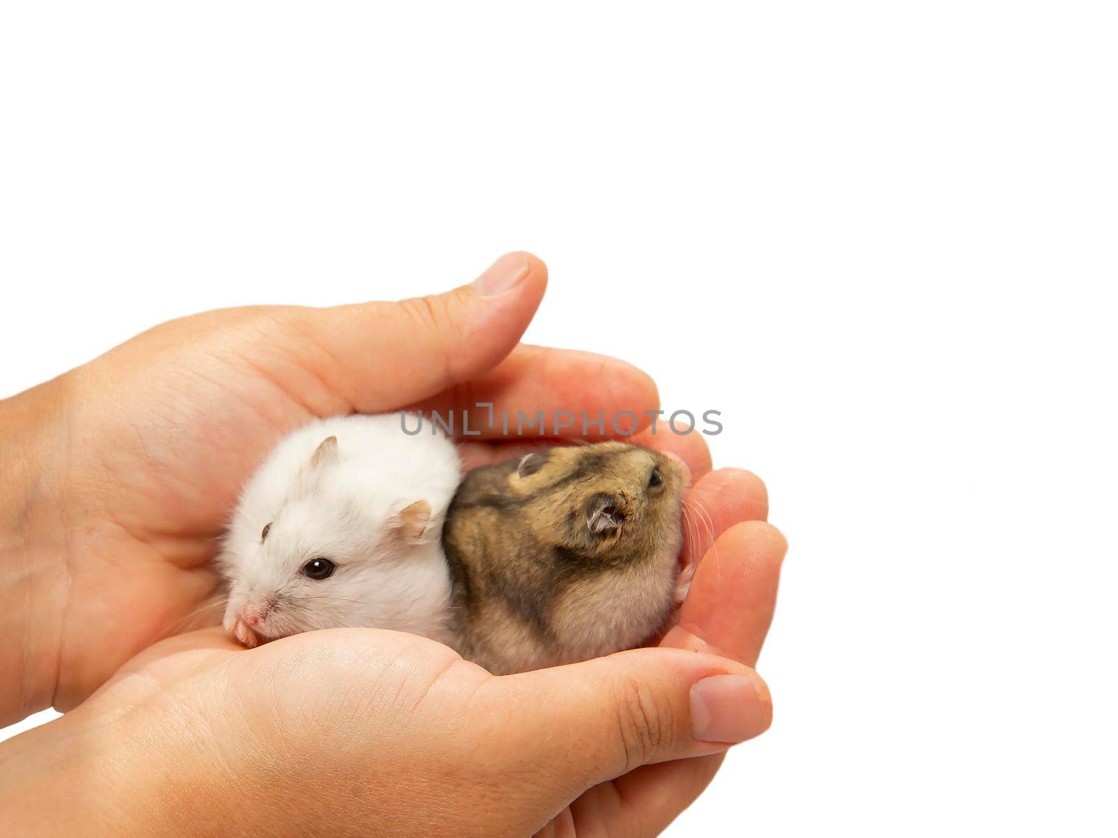 A white and gray hamster in his hands on a white background with a copy-paste by BetterPhoto