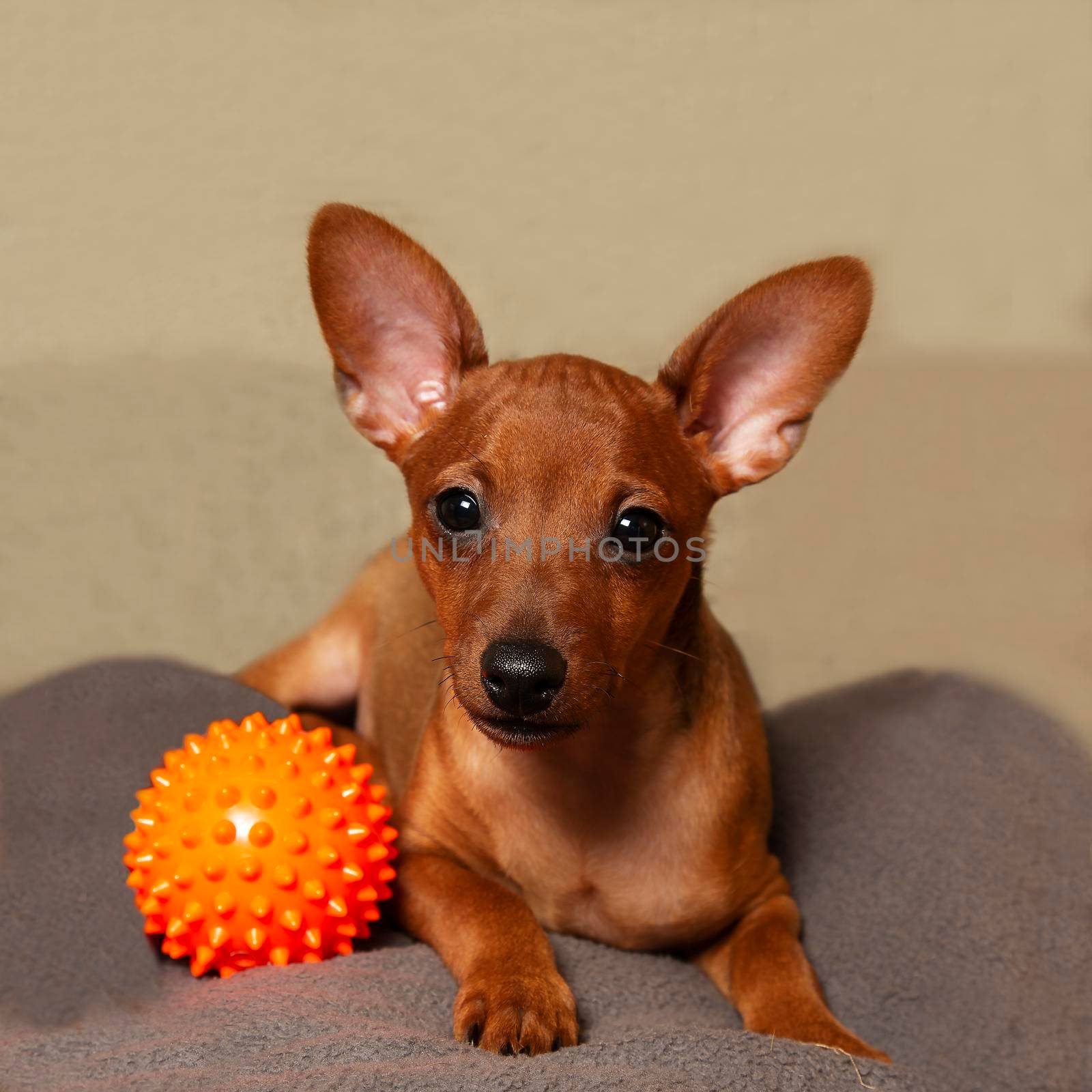 A playful puppy with a ball. A miniature pinscher puppy and a dog toy.