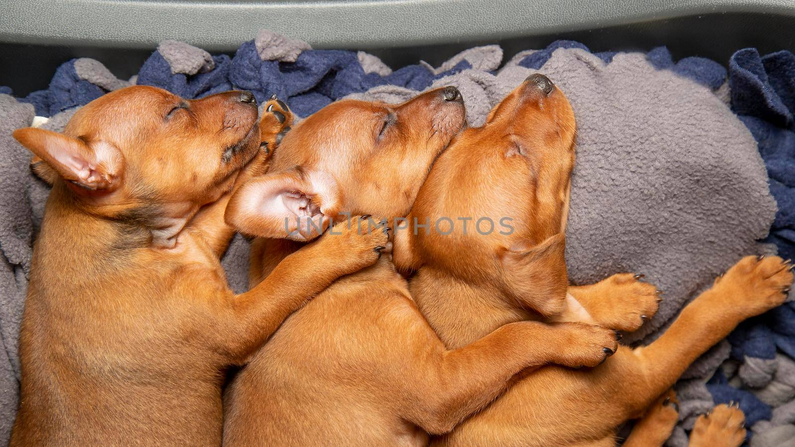 Muzzles of sleeping puppies close-up. Puppies are fast asleep. Mini pinscher brown.