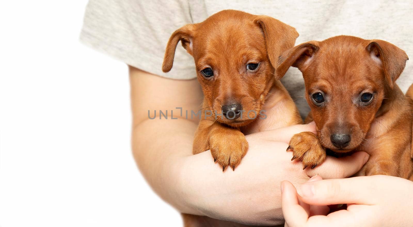 Two brown puppies in the arms of a girl. Isolate. Mini pinscher. Little dogs. Adorable pets.