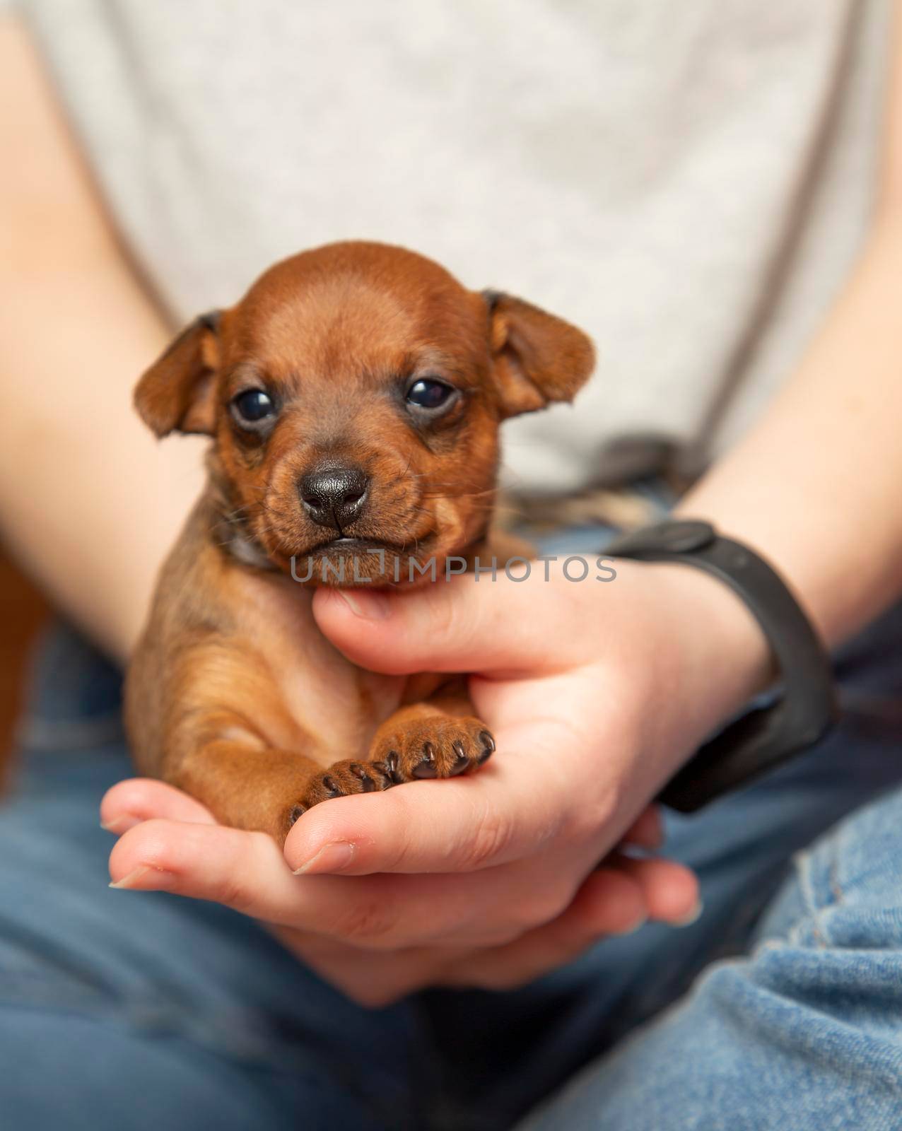 Portrait of a cute puppy in the hands of a girl. A pet. A little dog. Mini pinscher.