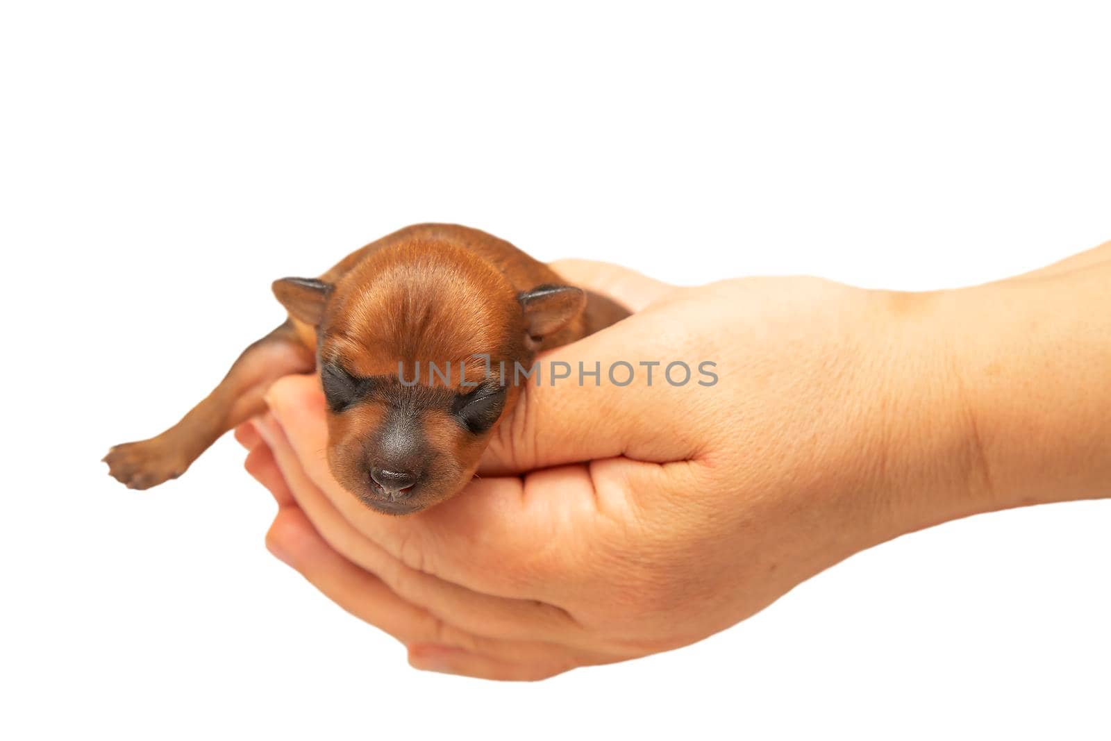 A newborn puppy is lying in the arms of a man. A sleeping puppy. Close-up. Isolate.