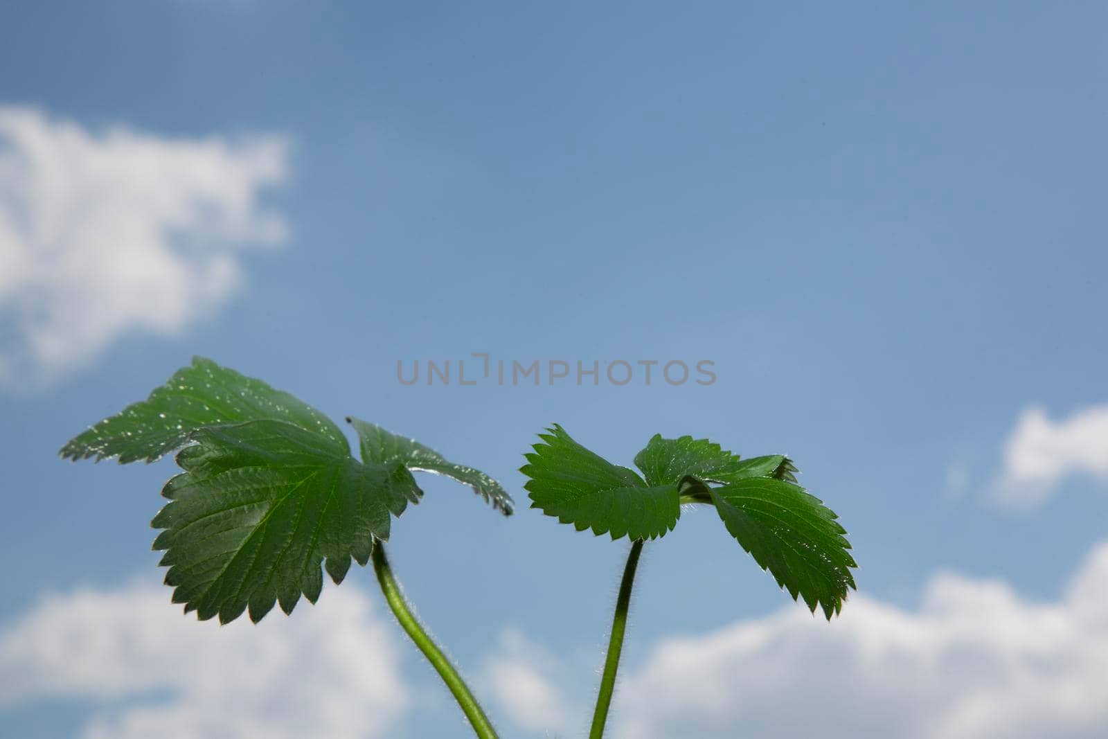 Strawberry leaves against the sky. Green leaves blue sky. The clouds.
