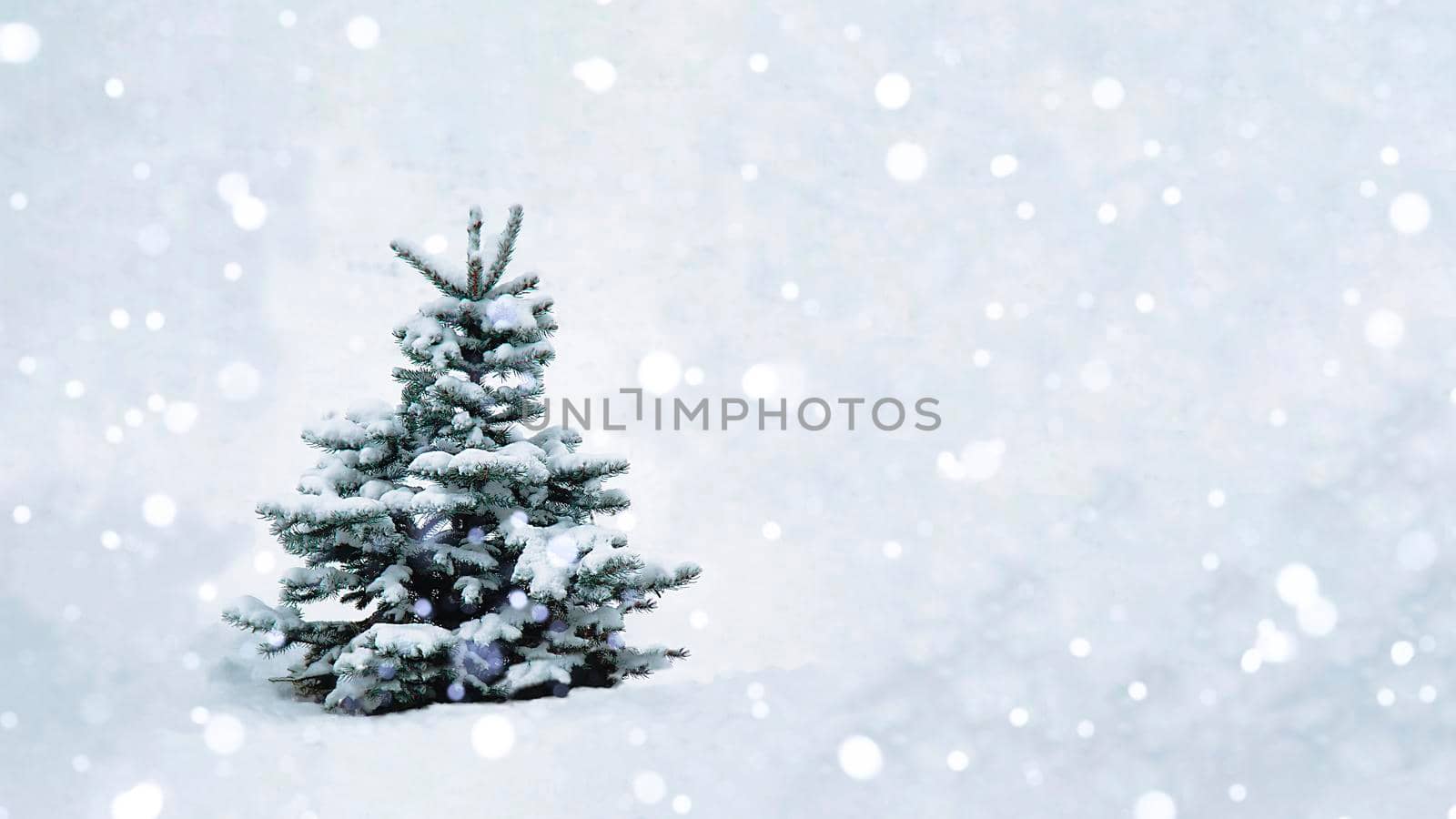 A Christmas tree with snow on the branches in an open space stands in a snowfall. Photo blank for design. Copy Space