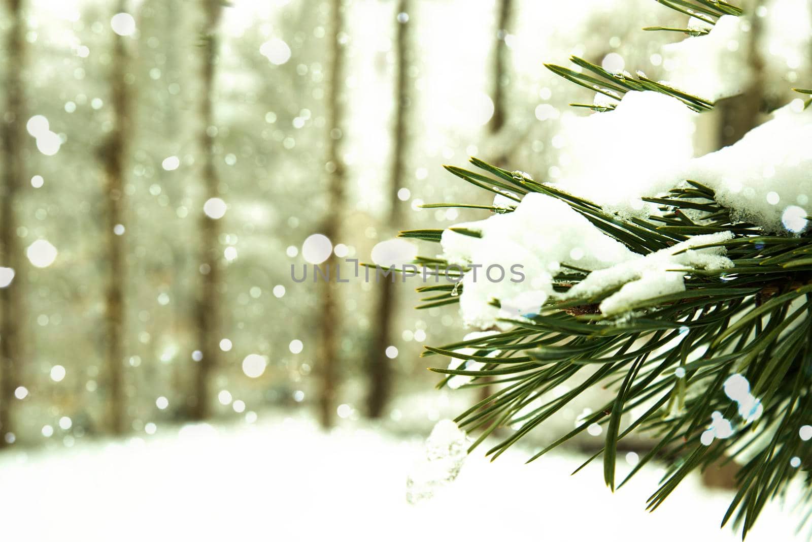 A branch of a fir tree in the snow against the background of snowfall and forest. Christmas, festive and winter, New Year background. Copy space.