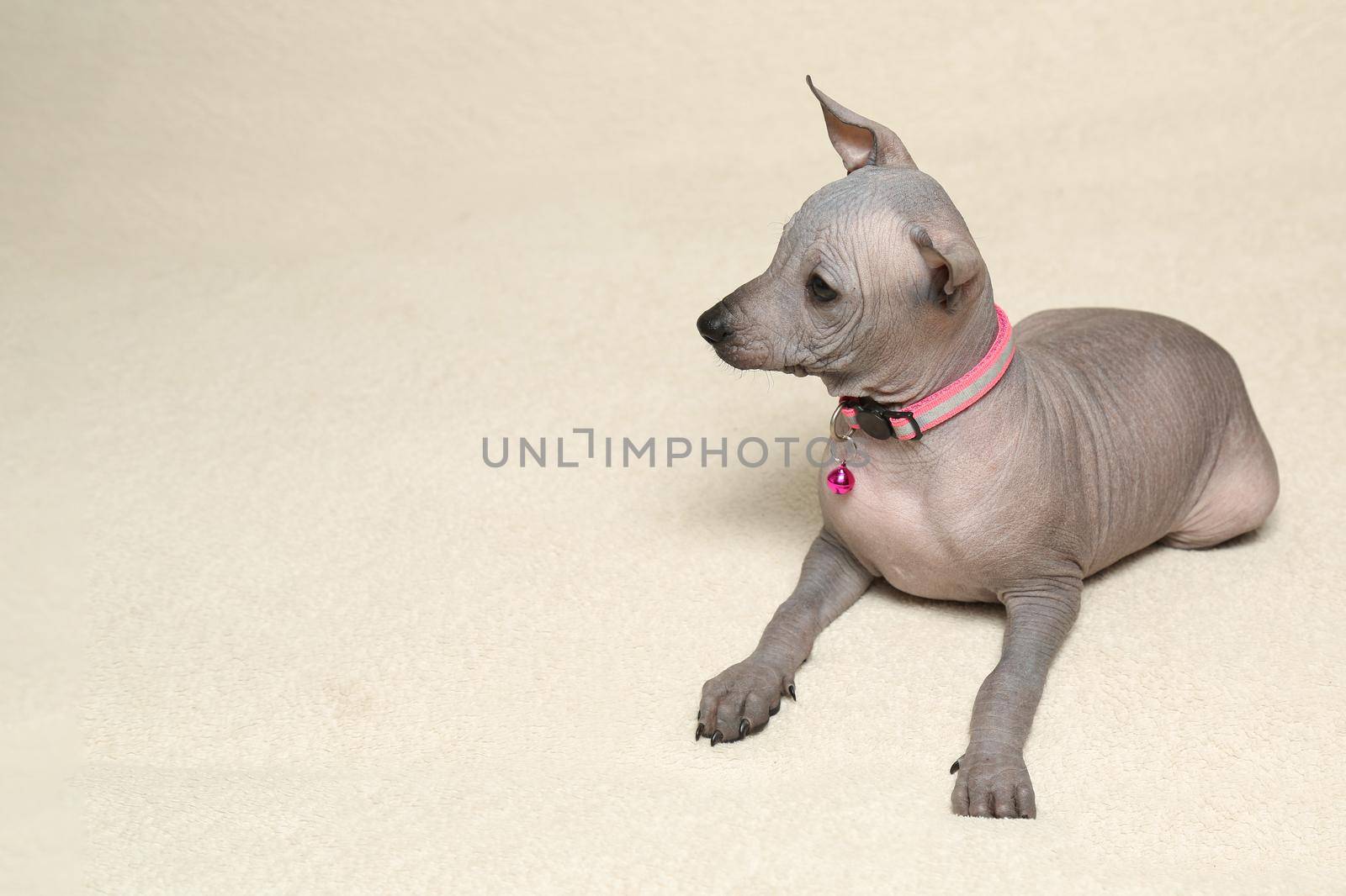 The Xoloitzcuintli puppy is lying in its place. The owner strokes the puppy with her hand and holds it by the ears.