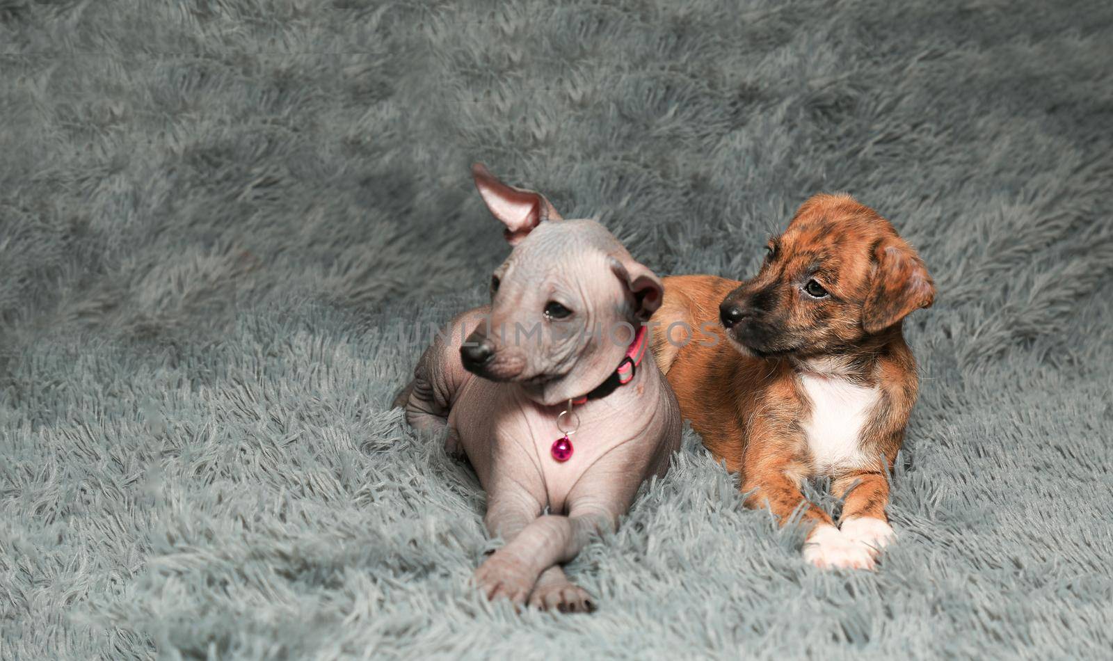 Two little sister puppies cuddled up to each other The concept of family friendship, mutual understanding, love, kindness and care.