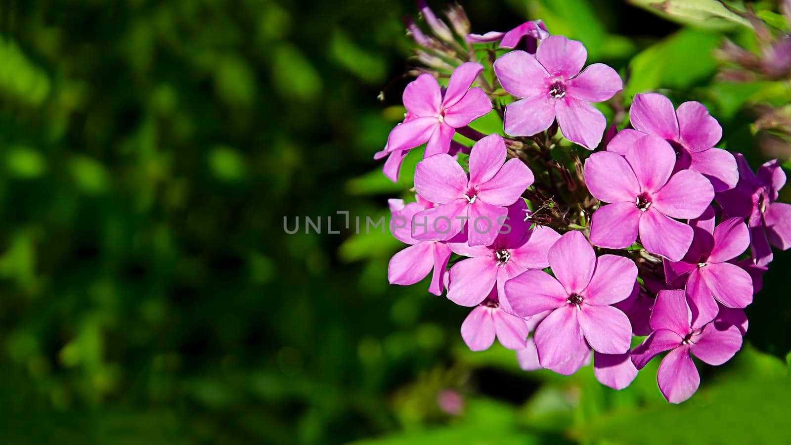A flower in the garden. The natural flower is purple, pink in color. Flowers on a green background.