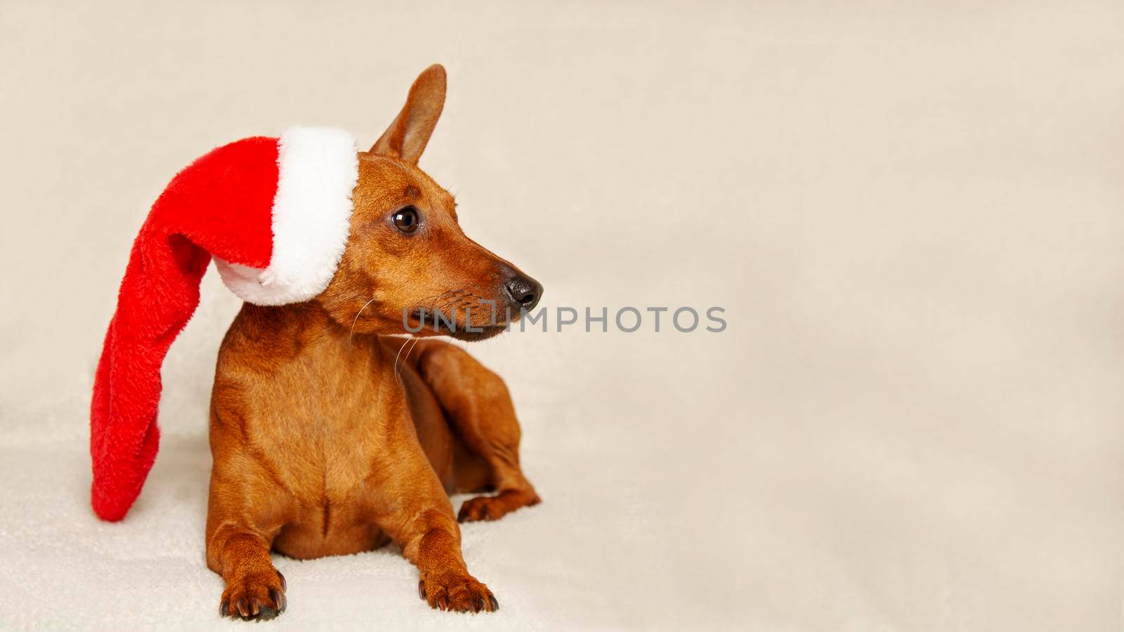 A little Christmas dog in a Santa hat. Blank for a design with a copy space. Santa's dog.