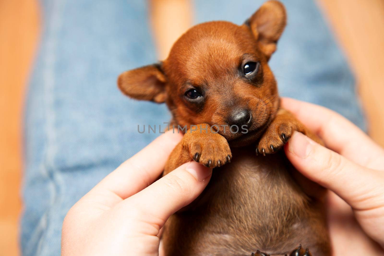 The girl is holding a small dog in her hands. He'll wipe the puppy. Charming, cute puppy. A pet.