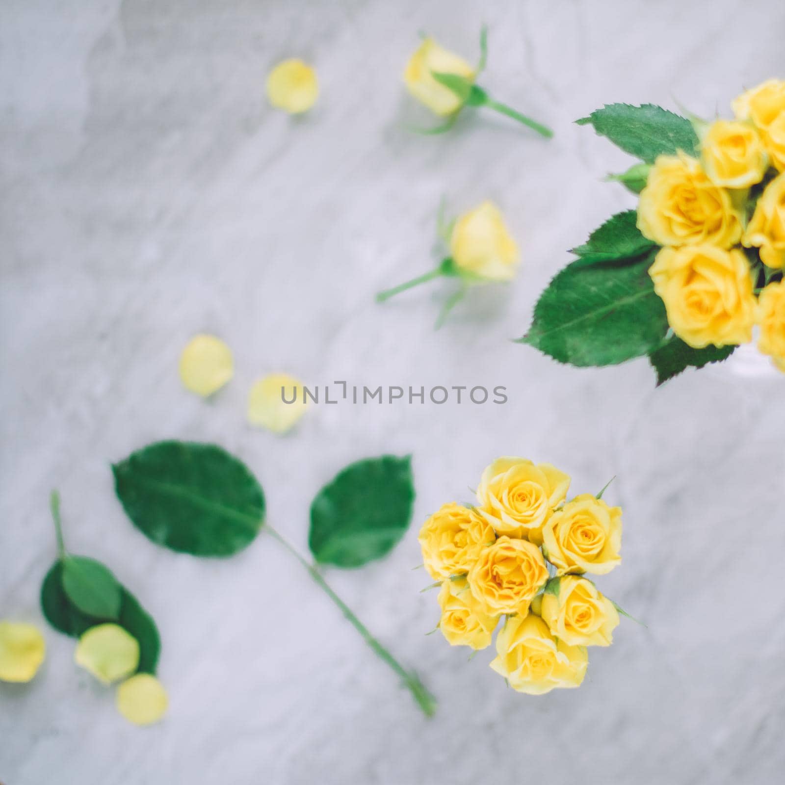 yellow roses - wedding, holiday and floral garden styled concept, elegant visuals