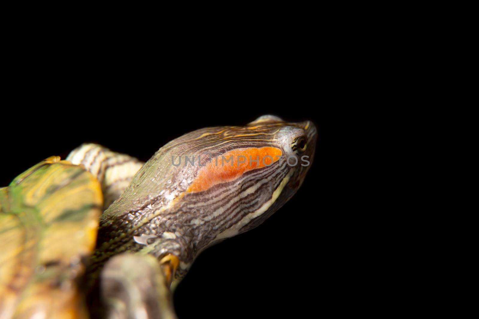 Domestic turtle close-up on a black background. Portrait of a reptile in an isolate.