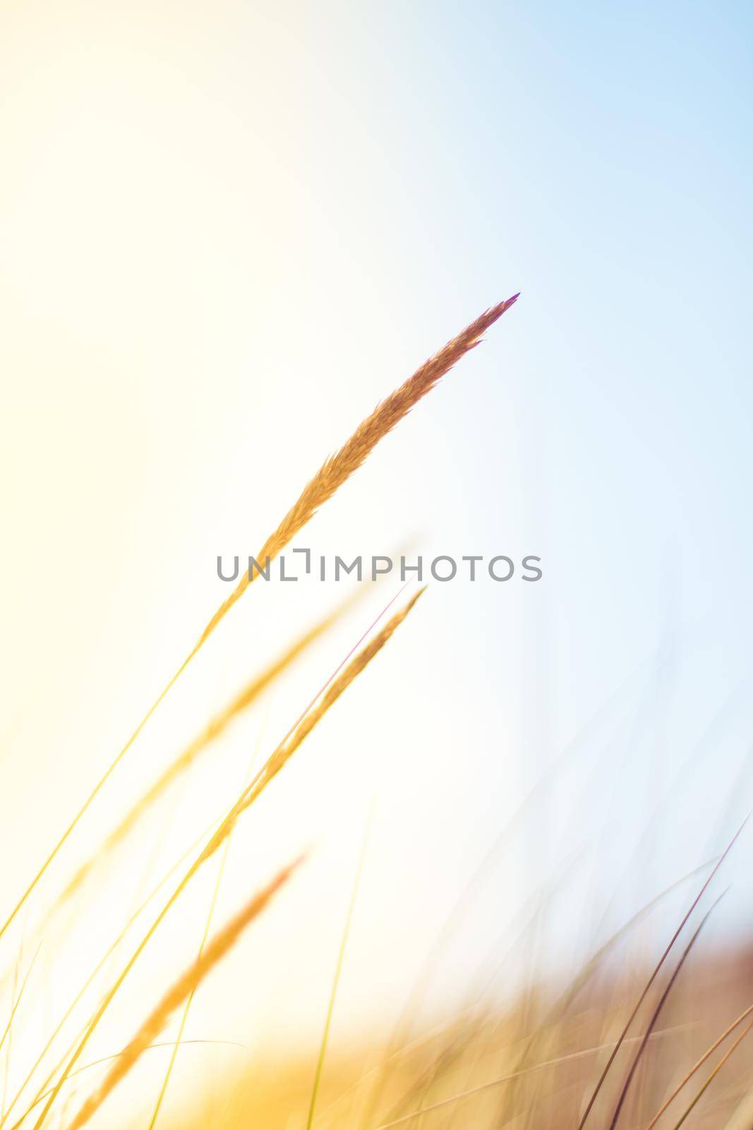 Sunshine over the summer field - beauty in nature, balanced lifestyle, environmental concept. Enjoying the sense of freedom