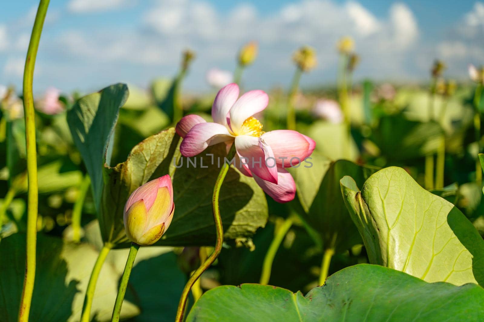 A pink lotus flower sways in the wind. Against the background of their green leaves. Lotus field on the lake in natural environment. by Matiunina